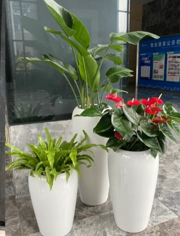 北仑花卉租摆服务费-宁波花木租赁常见问题-余姚绿色植物租赁公司-江北景观绿植租摆